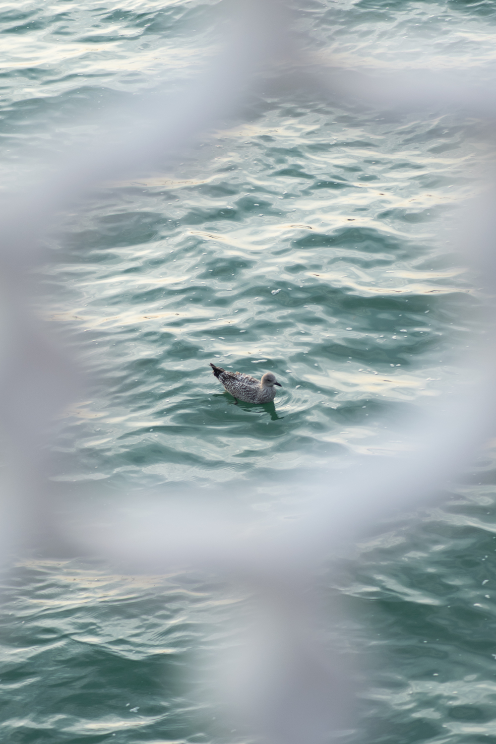 a singular bird on the water